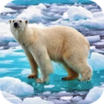 polar bear video wallpaper android application logo